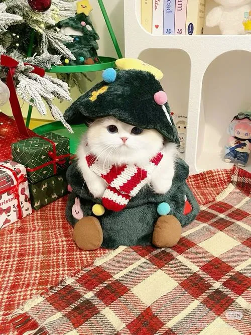 45 Ảnh Avatar Mèo Giáng Sinh cute phong cách nhẹ nhàng nhìn là thấy không khí Noel