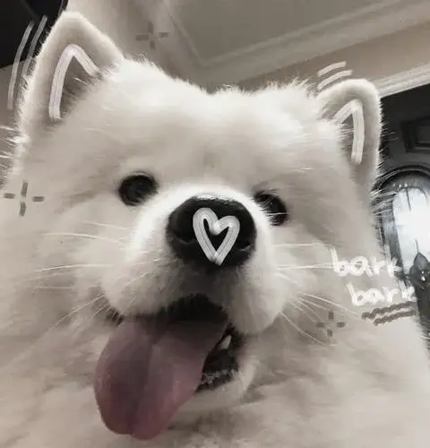 105 Ảnh Avatar Chó cute mang cảm xúc gần gũi thân thiện cho người yêu cảm giác bình yên