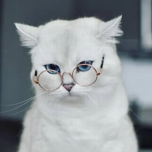 Bộ 125 Avatar Mèo Vô Tri cute nơi sự hài hước gặp gỡ vẻ đẹp lệch chuẩn nghệ thuật